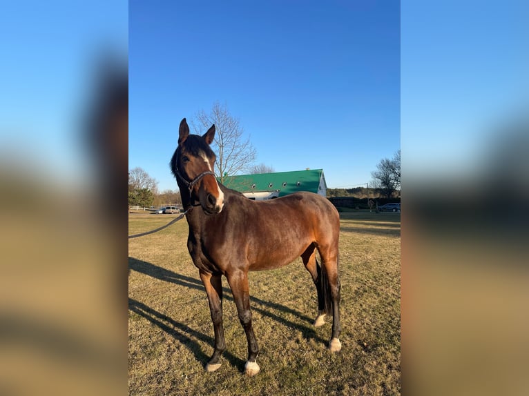 Zangersheide Merrie 4 Jaar 168 cm Donkerbruin in Wiesengrund