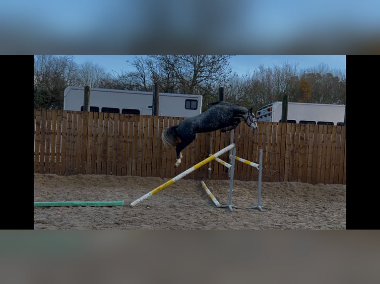 Zangersheide Merrie 4 Jaar 168 cm Schimmel in Bury St Edmunds