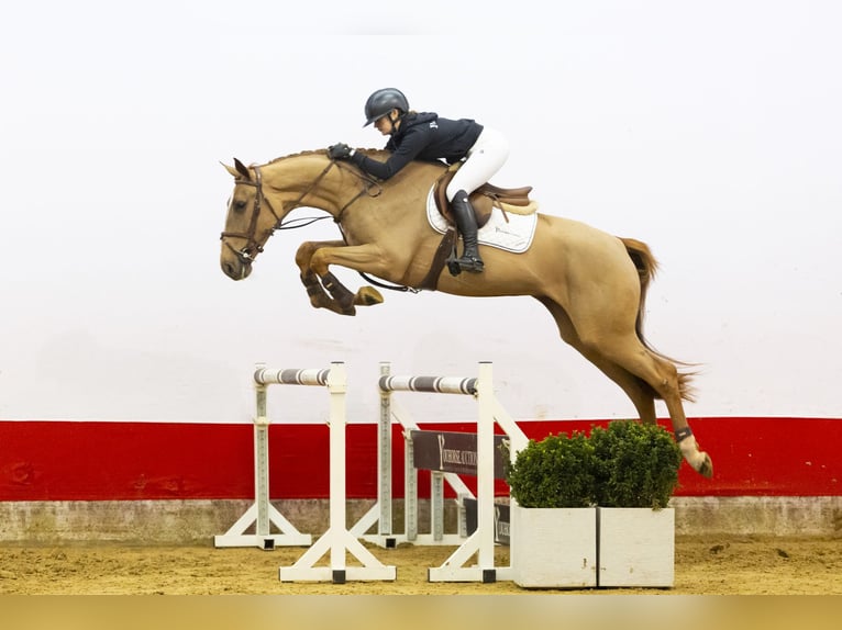 Zangersheide Merrie 4 Jaar 168 cm  in Waddinxveen