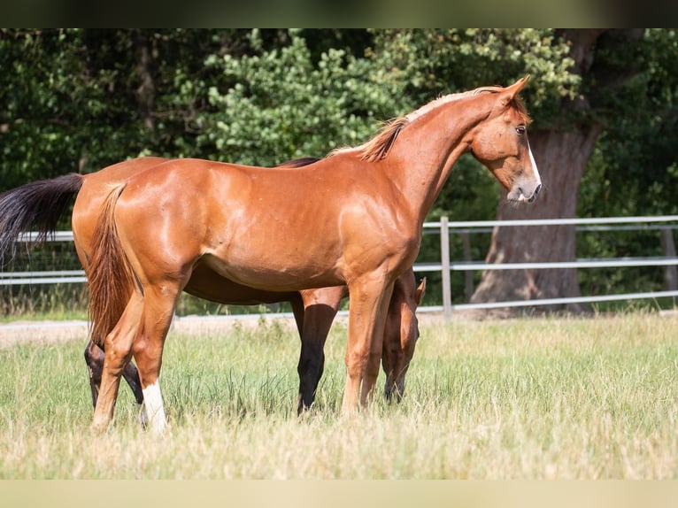 Zangersheide Merrie 4 Jaar 168 cm Vos in Schwarmstedt