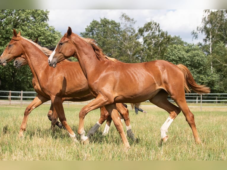 Zangersheide Merrie 4 Jaar 168 cm Vos in Schwarmstedt