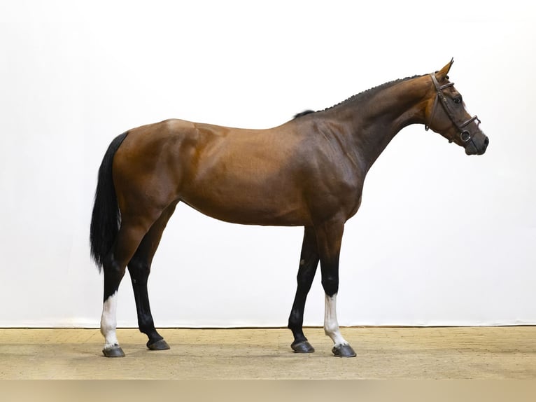 Zangersheide Merrie 4 Jaar 169 cm Donkerbruin in Waddinxveen