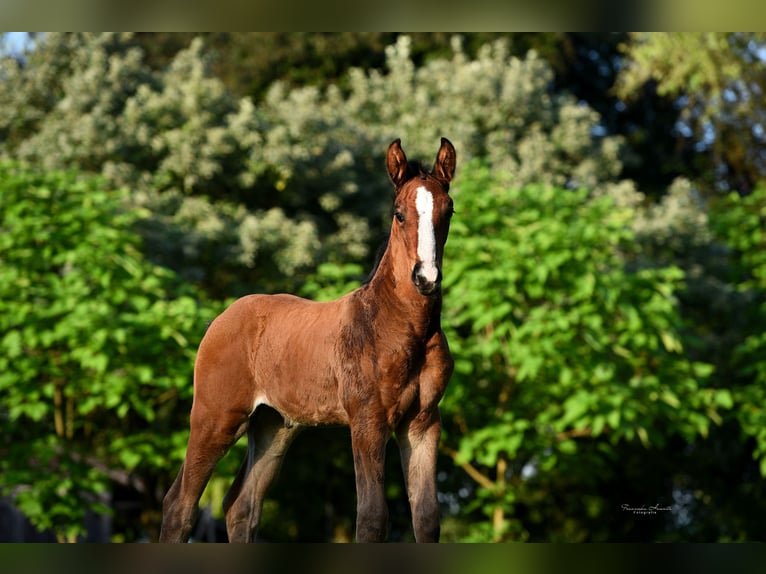 Zangersheide Merrie 4 Jaar 172 cm Bruin in Gro&#xDF;ostheim