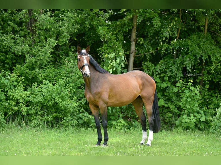 Zangersheide Merrie 4 Jaar 172 cm Bruin in Gro&#xDF;ostheim