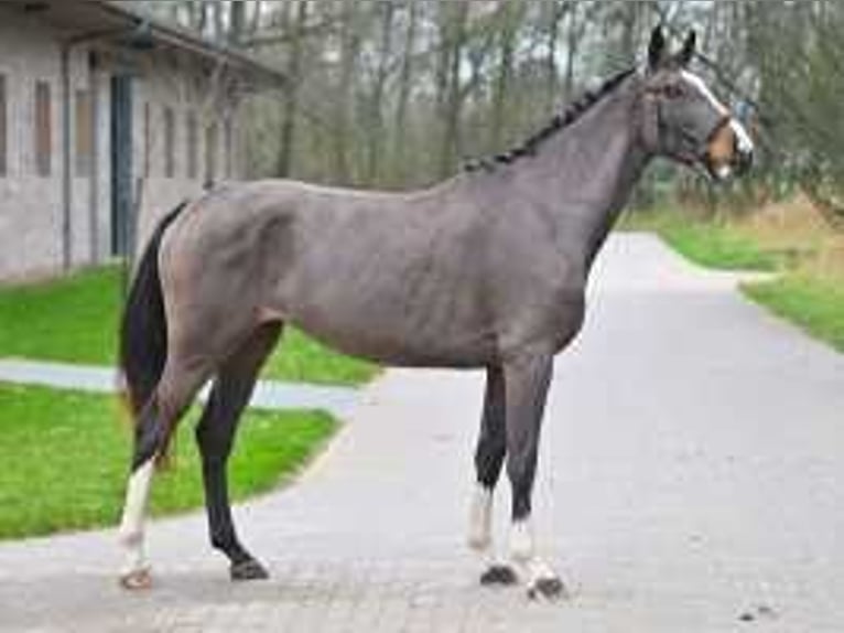 Zangersheide Merrie 4 Jaar 172 cm Roodbruin in Sint-Niklaas