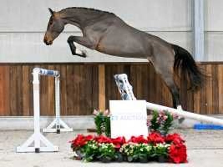 Zangersheide Merrie 4 Jaar 173 cm Roodbruin in Sint-Niklaas