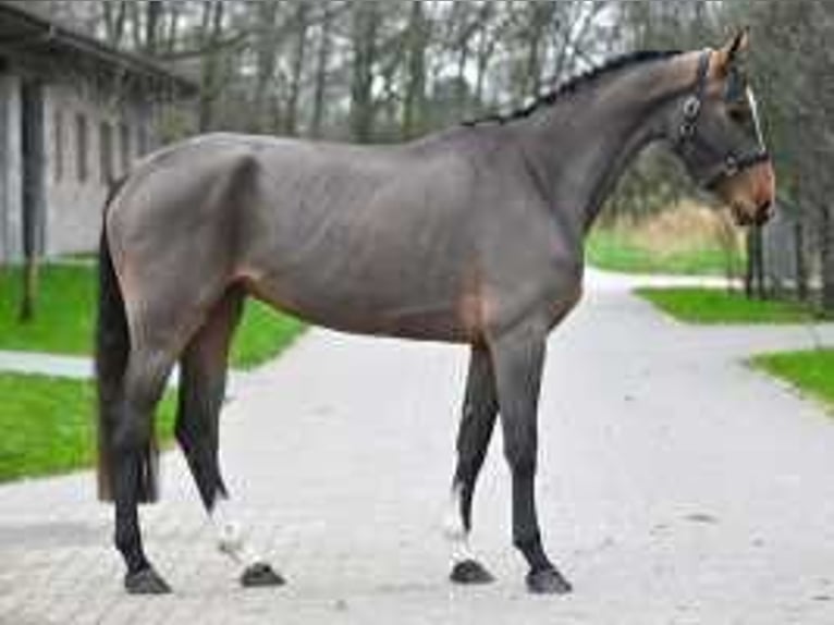 Zangersheide Merrie 4 Jaar 173 cm Roodbruin in Sint-Niklaas