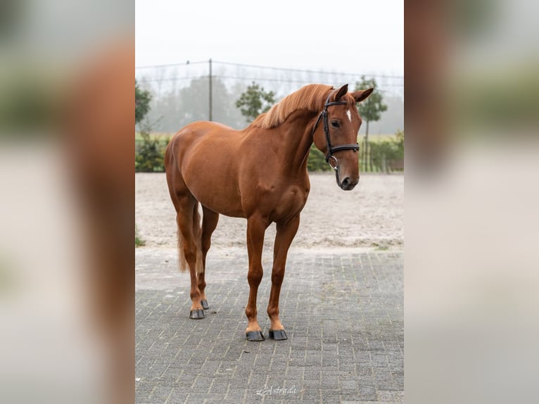 Zangersheide Merrie 4 Jaar Vos in Bladel