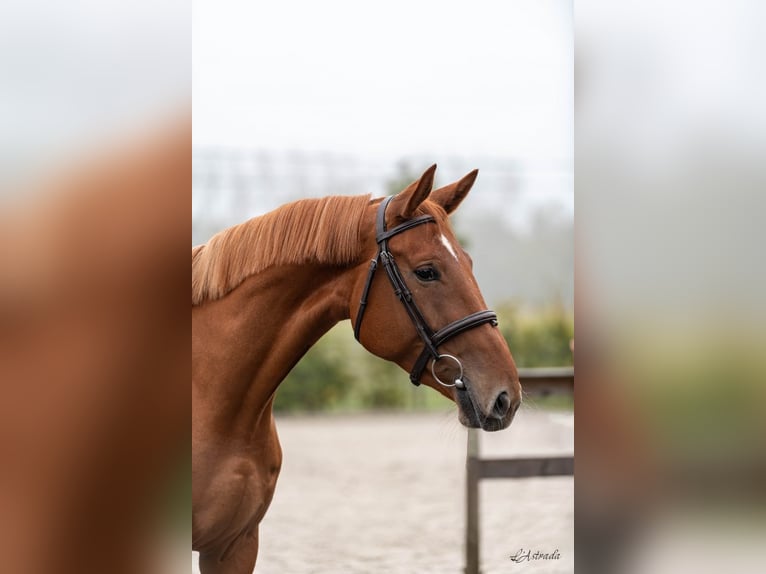 Zangersheide Merrie 4 Jaar Vos in Bladel