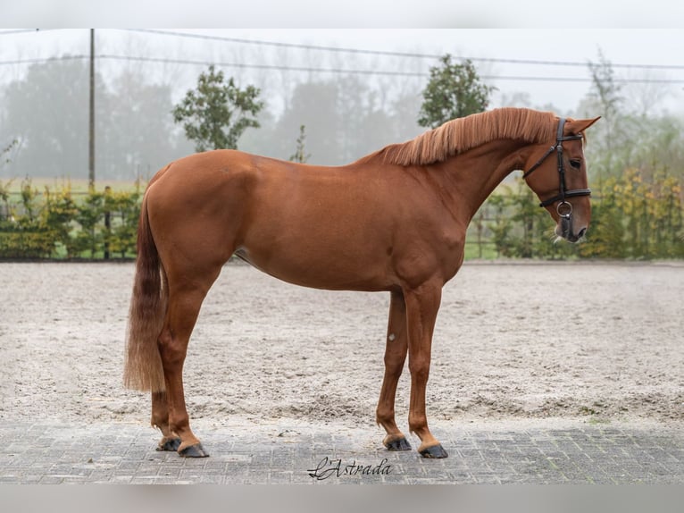 Zangersheide Merrie 4 Jaar Vos in Bladel