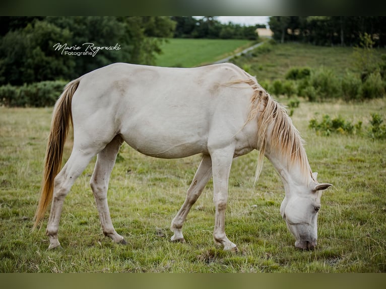 Zangersheide Merrie 5 Jaar 155 cm Champagne in Beaumont-Pied-de-Buf