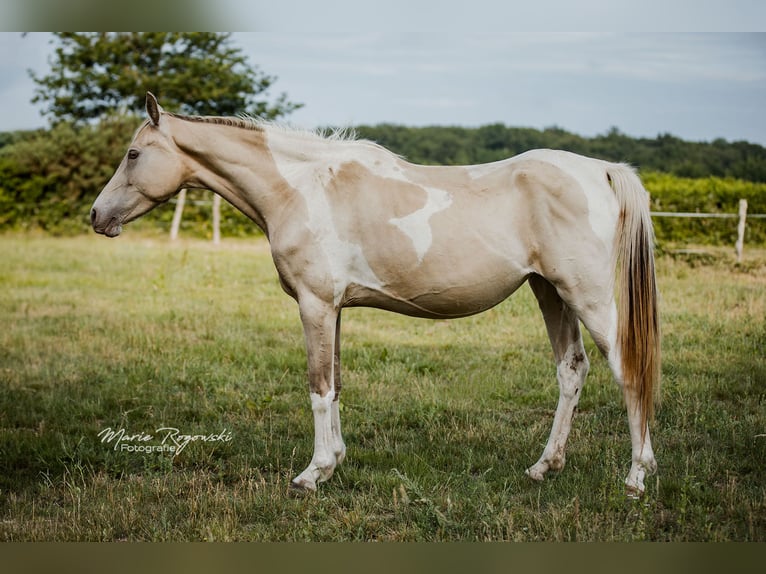 Zangersheide Merrie 5 Jaar 155 cm Champagne in Beaumont-Pied-de-Buf