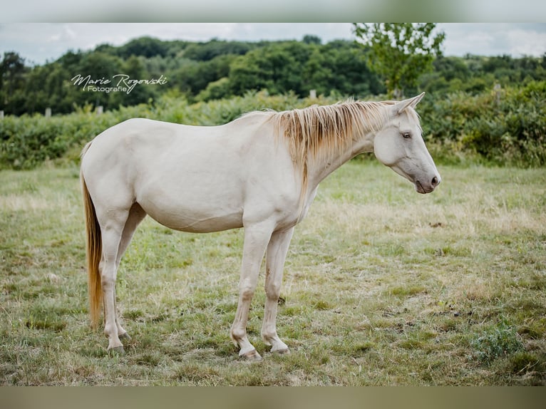 Zangersheide Merrie 5 Jaar 155 cm Champagne in Beaumont-Pied-de-Buf