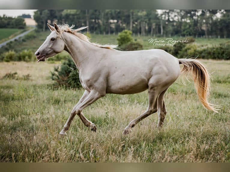 Zangersheide Merrie 5 Jaar 155 cm Champagne in Beaumont-Pied-de-Buf