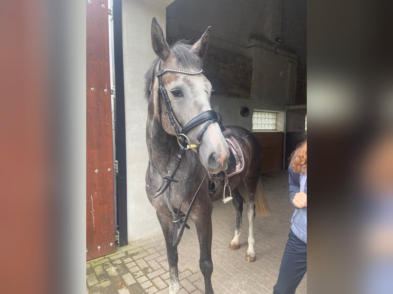 Zangersheide Merrie 5 Jaar 155 cm Schimmel in Üttfeld