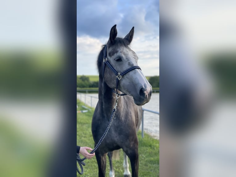 Zangersheide Merrie 5 Jaar 155 cm Schimmel in Üttfeld