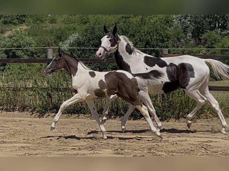 Zangersheide Merrie 5 Jaar 156 cm Gevlekt-paard in Mücheln