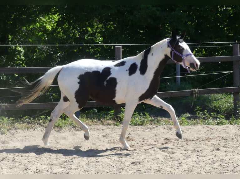 Zangersheide Merrie 5 Jaar 156 cm Gevlekt-paard in Mücheln