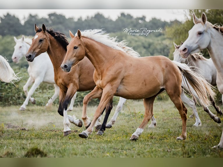 Zangersheide Merrie 5 Jaar 156 cm Palomino in Beaumont-Pied-de-Buf