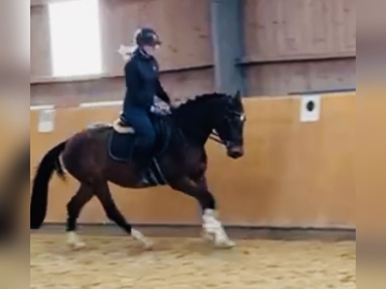 Zangersheide Merrie 5 Jaar 160 cm Bruin in Diemelsee