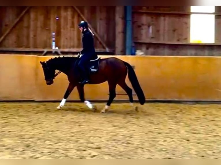 Zangersheide Merrie 5 Jaar 160 cm Bruin in Diemelsee