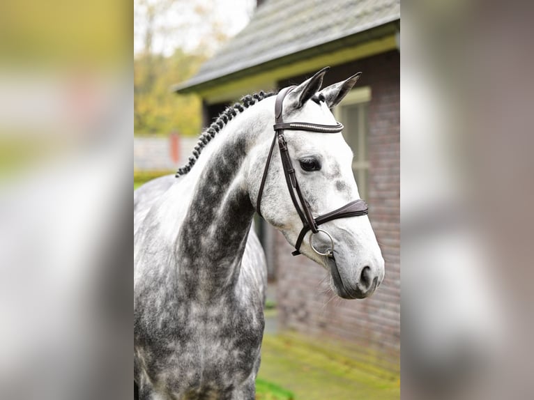 Zangersheide Merrie 5 Jaar 160 cm Schimmel in Bladel