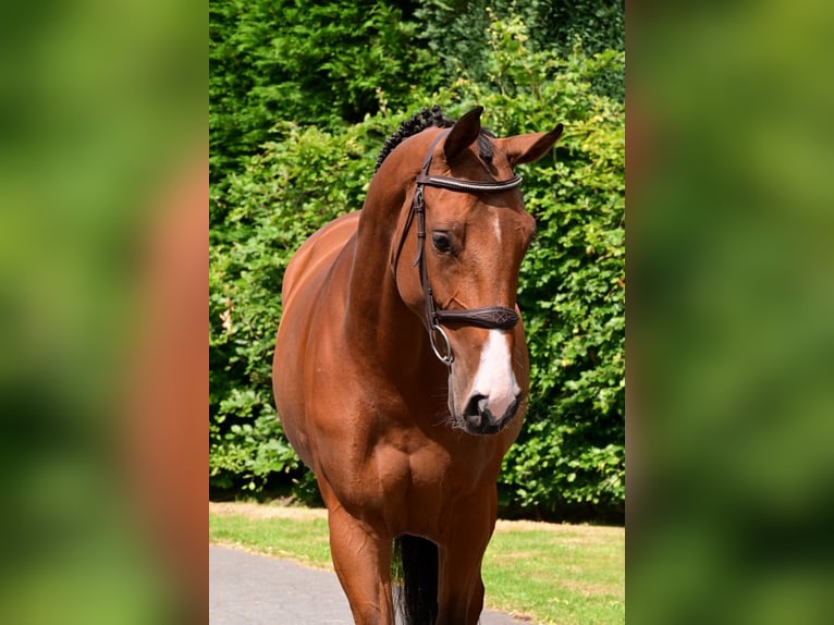 Zangersheide Merrie 5 Jaar 161 cm Bruin in Bladel