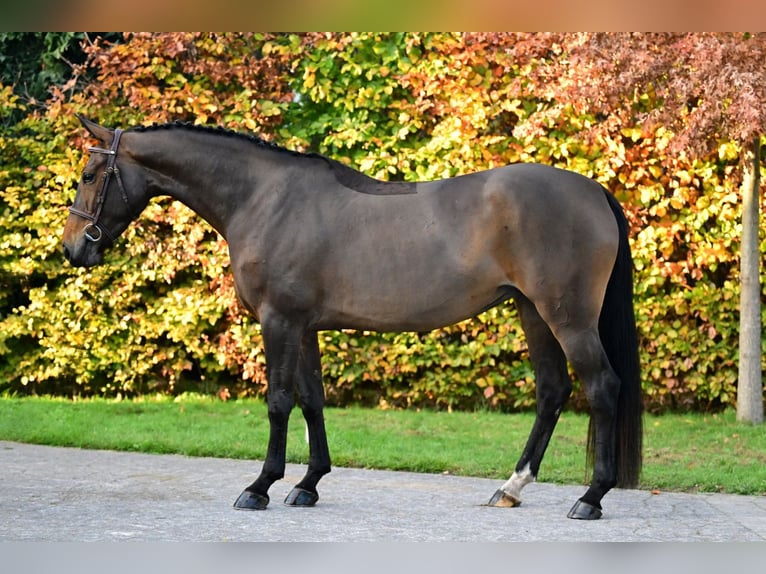 Zangersheide Merrie 5 Jaar 161 cm Bruin in Bladel