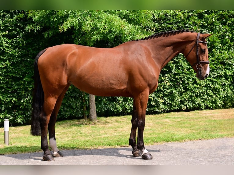 Zangersheide Merrie 5 Jaar 161 cm Bruin in Bladel