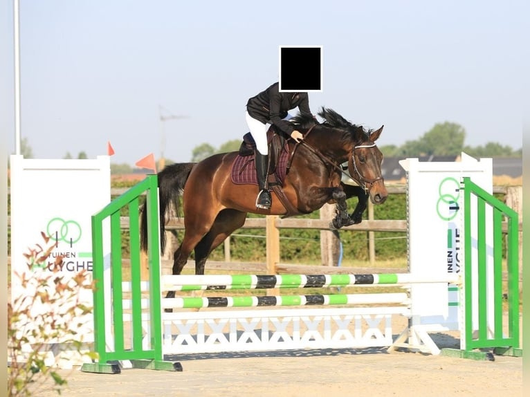 Zangersheide Merrie 5 Jaar 163 cm Donkerbruin in Veldegem