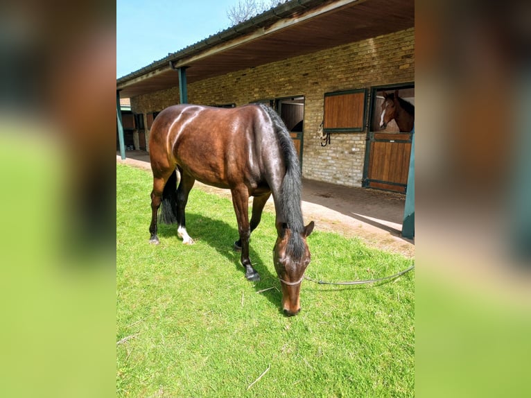 Zangersheide Merrie 5 Jaar 163 cm Donkerbruin in Veldegem