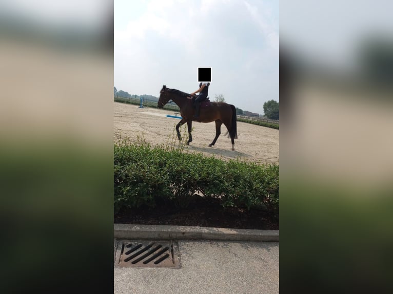 Zangersheide Merrie 5 Jaar 163 cm Donkerbruin in Veldegem