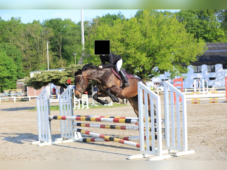 Zangersheide Merrie 5 Jaar 163 cm Donkerbruin in Veldegem