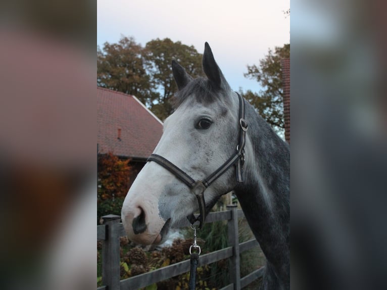 Zangersheide Merrie 5 Jaar 164 cm Appelschimmel in Bad Bentheim