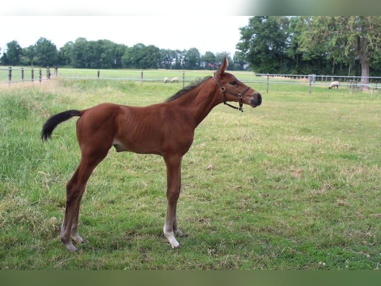 Zangersheide Merrie 5 Jaar 164 cm Appelschimmel in Bad Bentheim