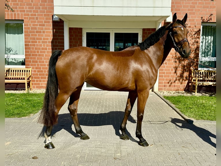 Zangersheide Merrie 5 Jaar 164 cm Bruin in Zülpich