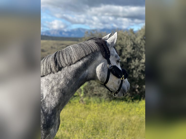 Zangersheide Merrie 5 Jaar 164 cm Schimmel in Jerez De La Frontera