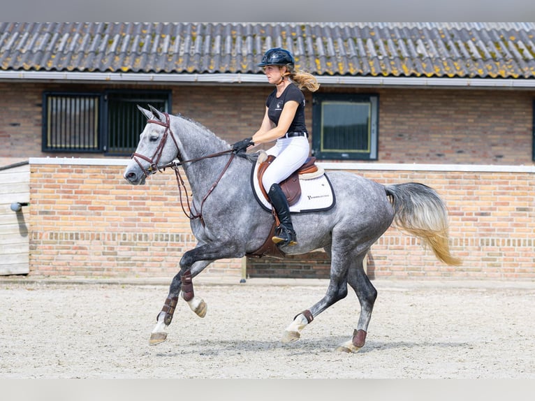 Zangersheide Merrie 5 Jaar 164 cm Schimmel in Waddinxveen