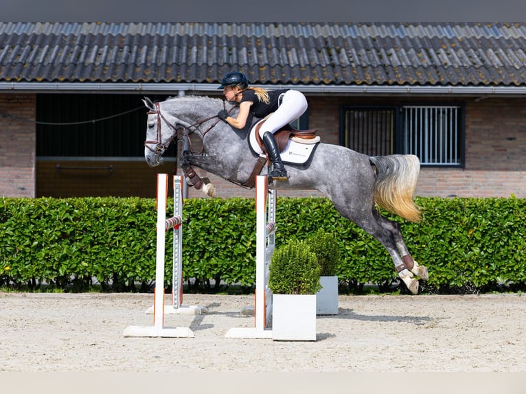 Zangersheide Merrie 5 Jaar 164 cm Schimmel in Waddinxveen