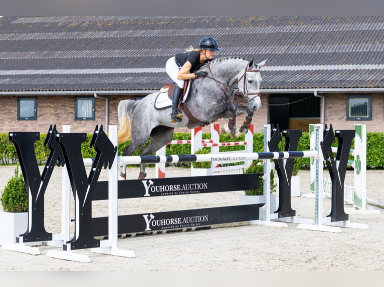 Zangersheide Merrie 5 Jaar 164 cm Schimmel in Waddinxveen