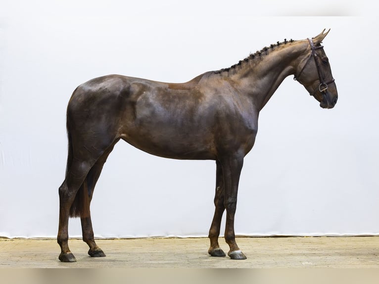Zangersheide Merrie 5 Jaar 164 cm  in Waddinxveen