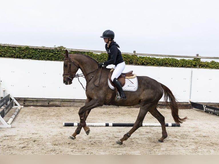 Zangersheide Merrie 5 Jaar 164 cm  in Waddinxveen