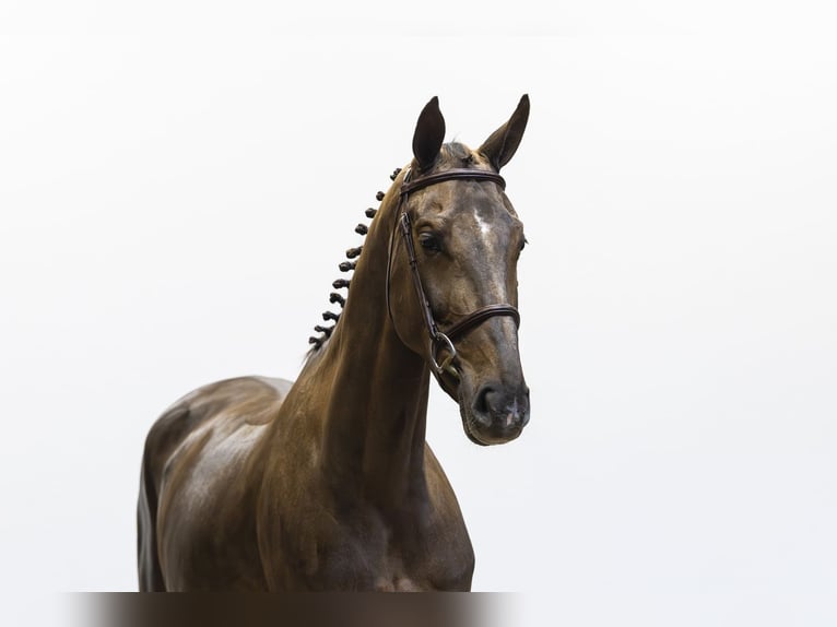 Zangersheide Merrie 5 Jaar 164 cm  in Waddinxveen