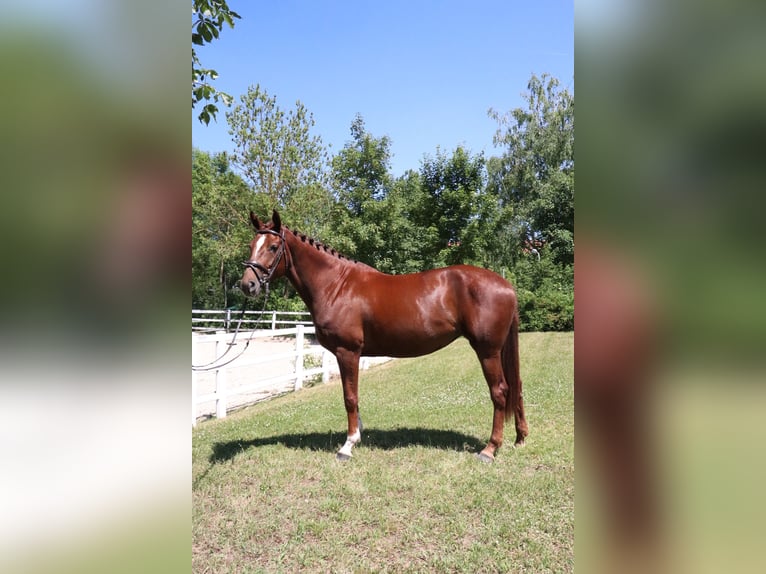 Zangersheide Merrie 5 Jaar 164 cm Vos in W&#xFC;rzburg