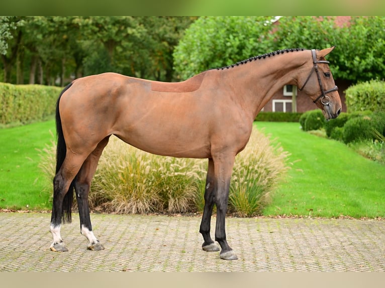 Zangersheide Merrie 5 Jaar 165 cm Bruin in Bladel