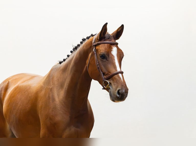 Zangersheide Merrie 5 Jaar 165 cm Bruin in Waddinxveen