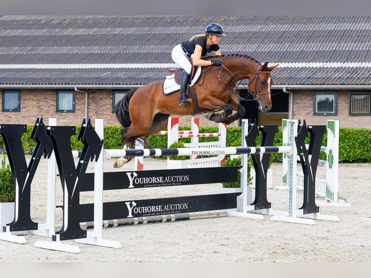 Zangersheide Merrie 5 Jaar 165 cm Bruin in Waddinxveen