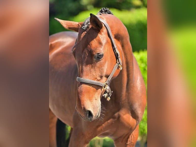 Zangersheide Merrie 5 Jaar 165 cm Donkerbruin in Bladel