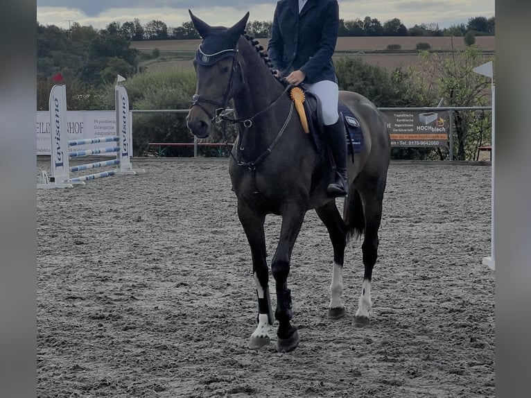 Zangersheide Merrie 5 Jaar 165 cm  in Osterburken