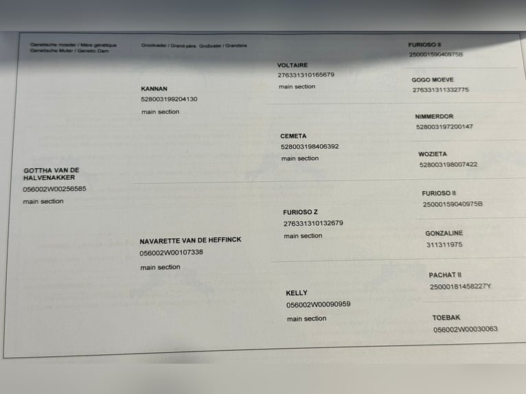 Zangersheide Merrie 5 Jaar 165 cm Roodbruin in Warsaw